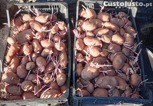 Batata semente