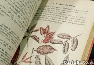 imagem_6