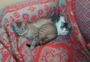 Gatinha com 6 meses(kika) e gato com 4 anos(Ruca).