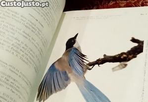 imagem_7