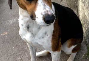 Beagle spaniel breton