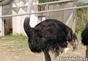 imagem_1