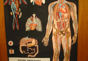 Antigo mapa lona Corpo Humano sistema circulatorio