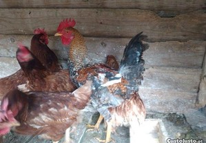 4 galinhas e um galo