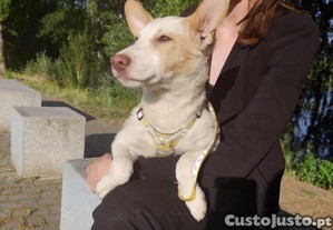A bebe ROSINHA está para adoção!