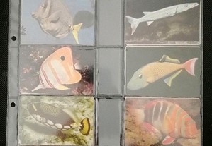 Coleção completa de 30 calendários de peixes, uma edição de 1987