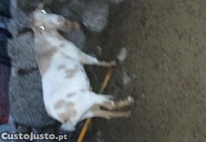 imagem_1