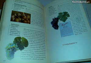 imagem_7