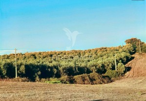 Fantástico terreno rústico com 500 oliveiras, situado na freguesia de tremês com uma área de 23 120,00m2