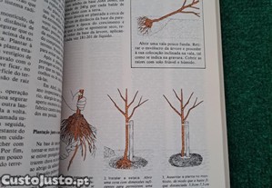 imagem_7