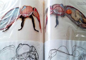 Anatomia animais Pictorial Knowledge, 1967 volumes 10