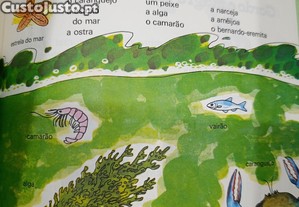 imagem_6