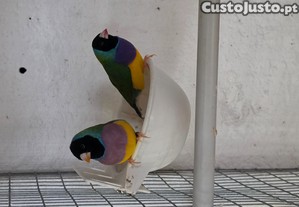 imagem_2