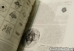 imagem_11