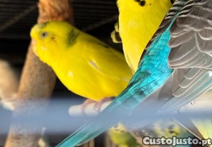 imagem_1