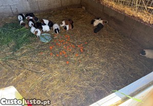 imagem_5