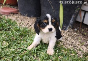 imagem_1