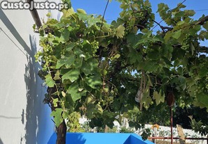 imagem_8