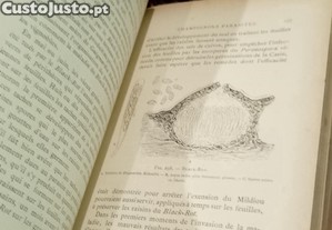 imagem_8