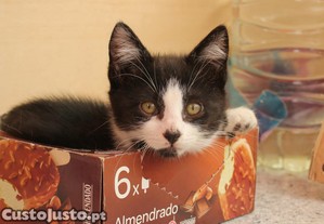 Pupy, gatinha disponvel para adoo responsvel