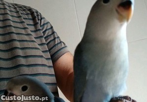 Agapornis domesticado