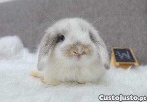 imagem_5