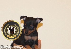 Pinscher Super Miniatura