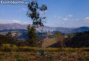 Terreno Versátil De 12.000M² Em Ruivães, Vieira...