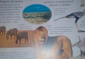 imagem_3