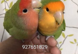 imagem_8