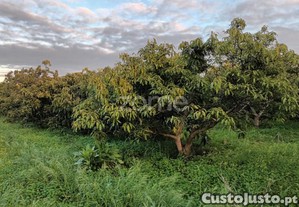 Terreno Agricola Em Silves