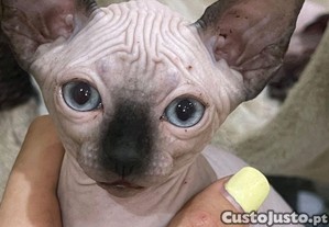 imagem_3
