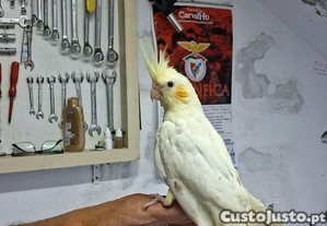 imagem_3