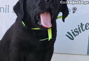 Labrador retriever. Cão com pedigree.