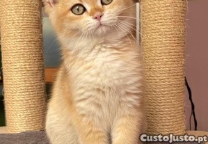 Gato British Shorthair Golden