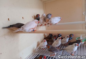imagem_1