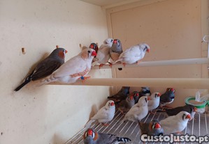 imagem_2