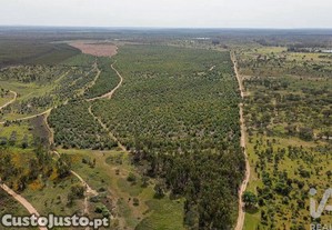 imagem_29