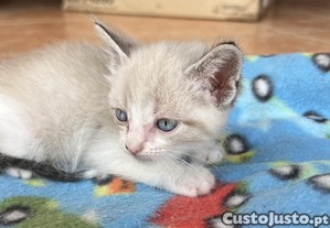Dou gatinhos bebes
