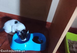imagem_2