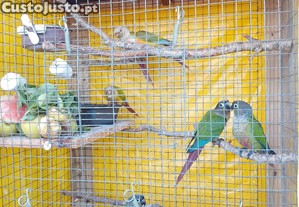 imagem_6