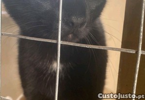 Gatinho preto macho para adoção