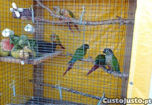 imagem_4