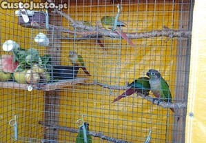 imagem_5