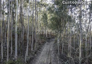 Terreno Rústico Com Cultura De Mata Mista,...