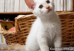 imagem_2