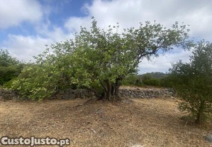 imagem_26