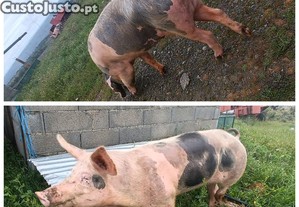 Porcas Bísara e Pietrain  boas para criação ótima genética