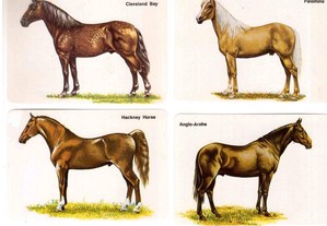 Coleção completa de 18 calendários sobre Cavalos ( Raças ) 1990