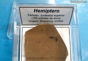 Hemiptero fóssil 3x8x8cm-cx